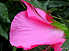 A Healthy Choice Massage pink flower petal